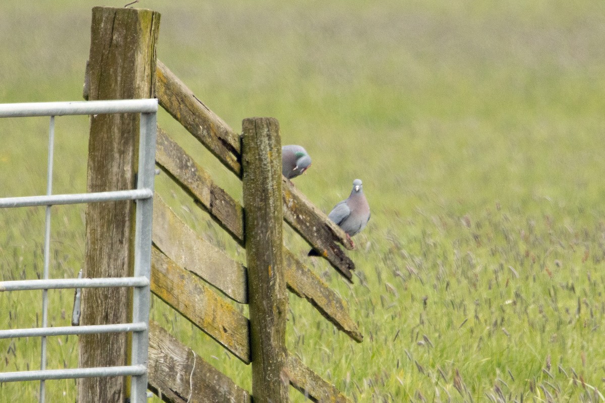 Stock Dove - Letty Roedolf Groenenboom