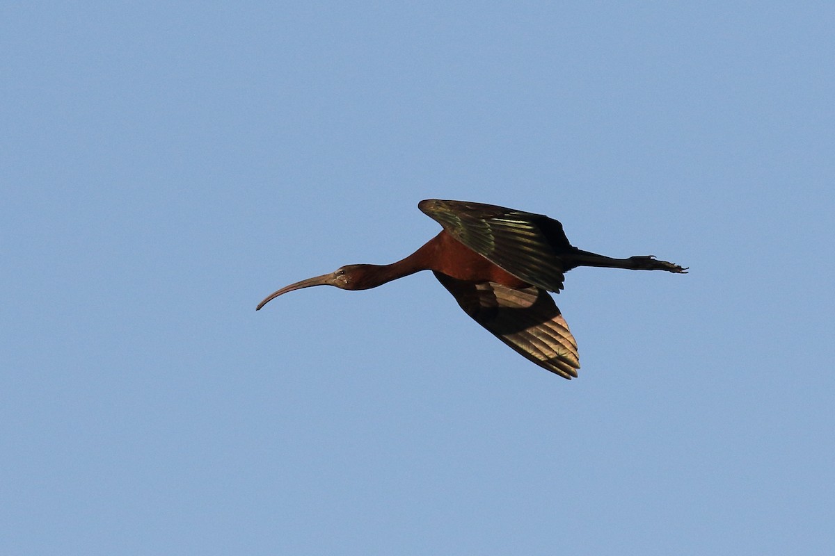 ibis hnědý - ML618070072
