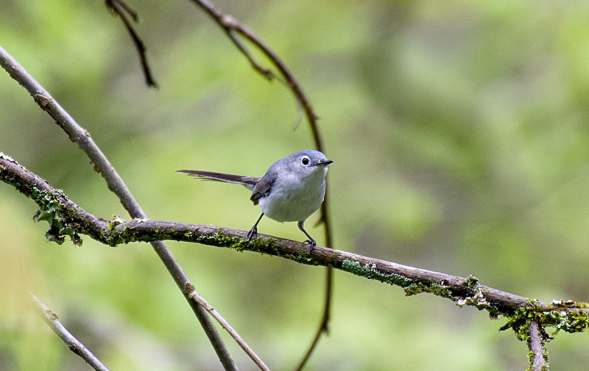 Blue-gray Gnatcatcher - Rickey Shive