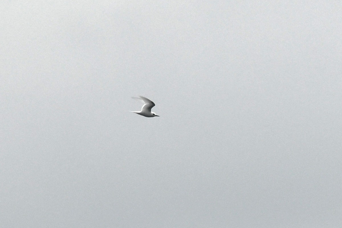 White Tern - ML618070105