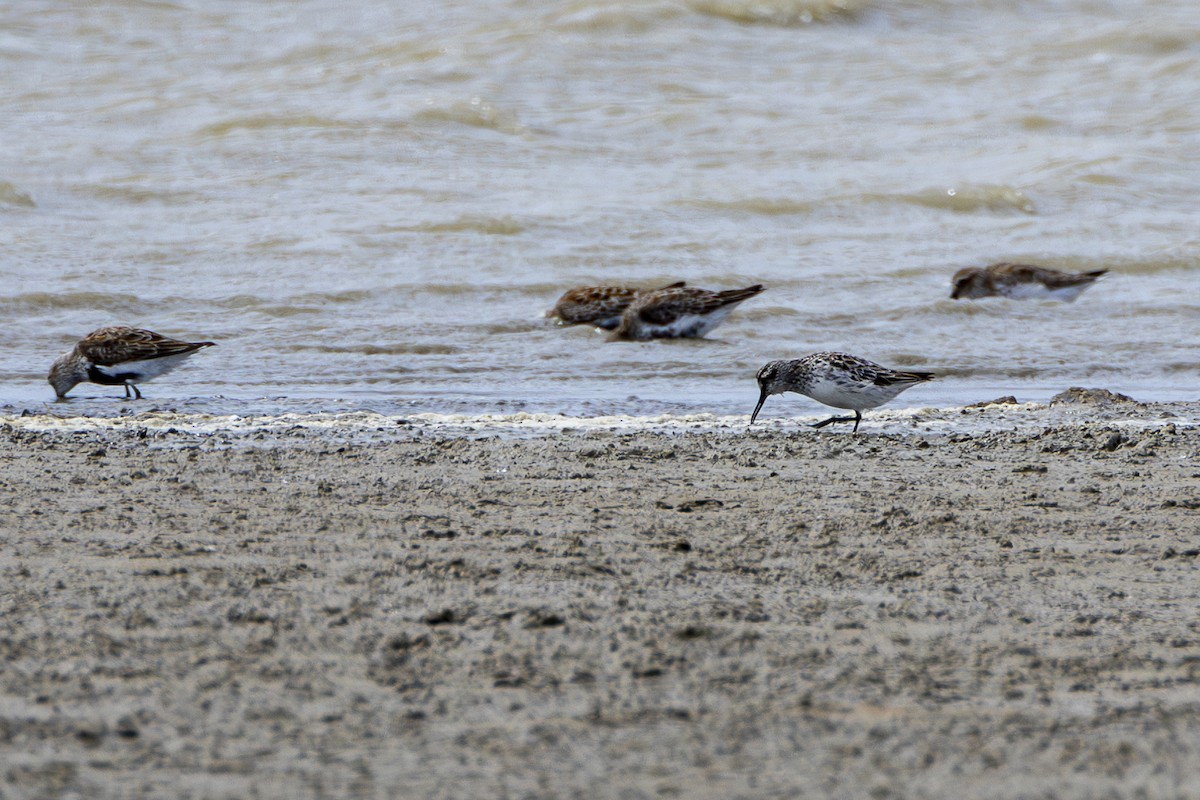 Broad-billed Sandpiper - ML618070112