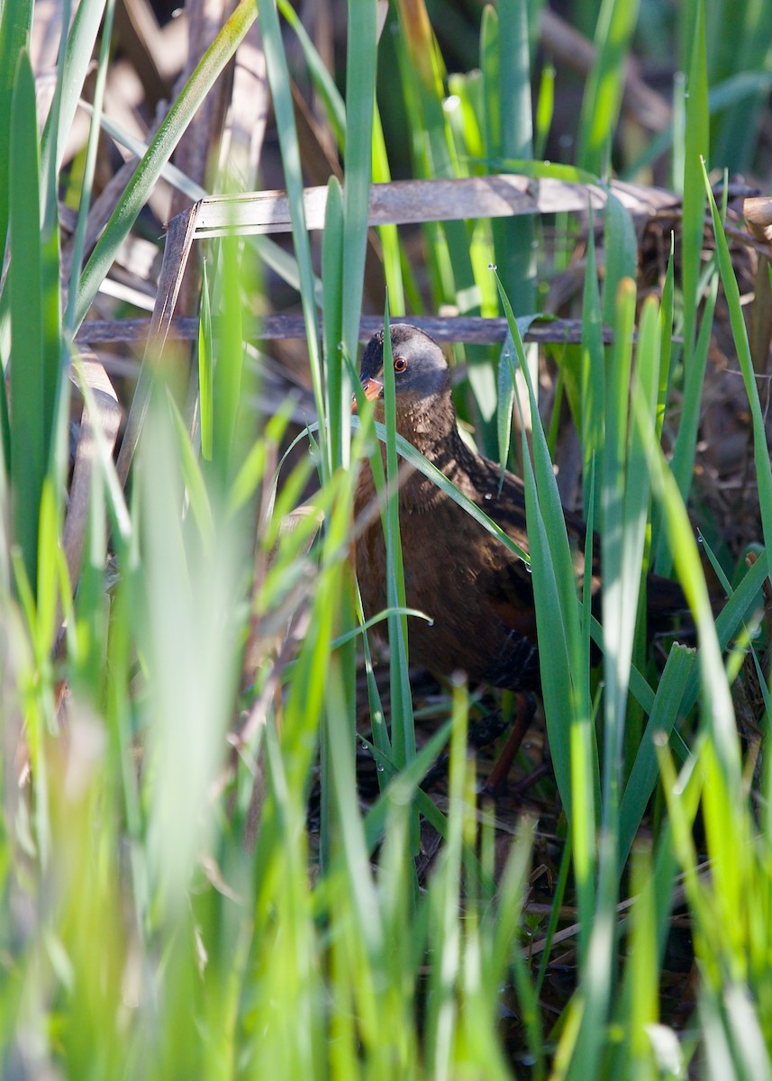 Virginia Rail - ML618070113