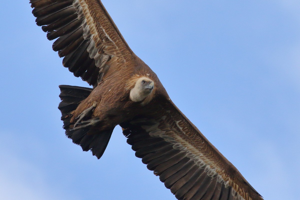 Eurasian Griffon - ML618070116