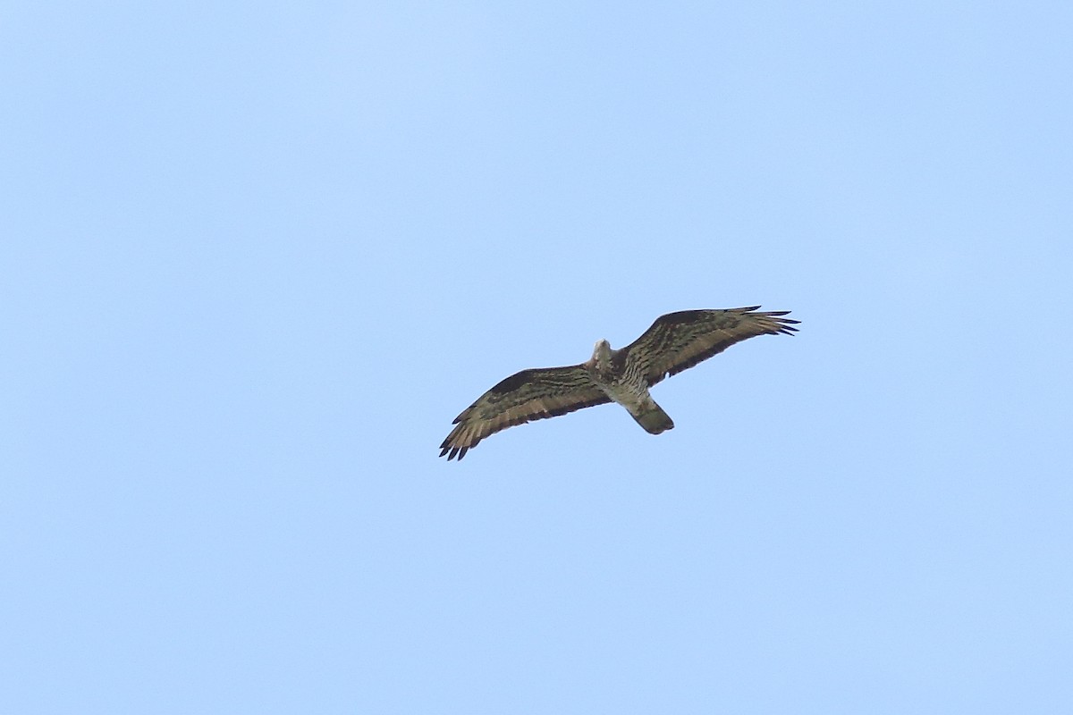 European Honey-buzzard - ML618070125