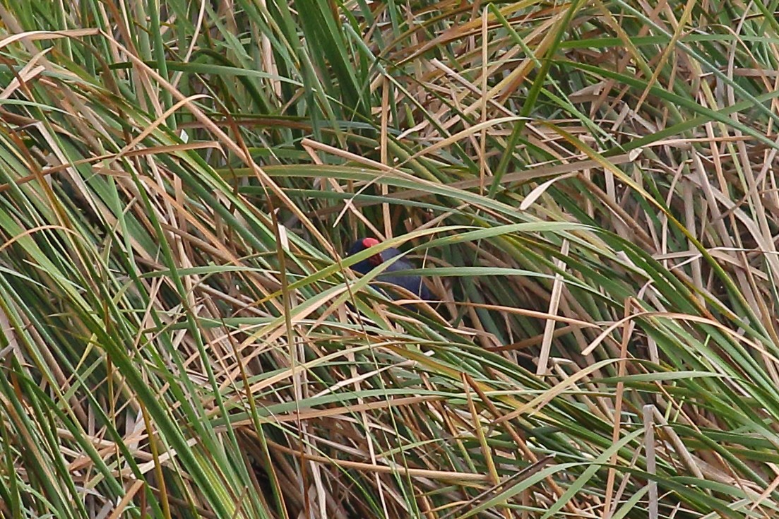 Western Swamphen - ML618070128