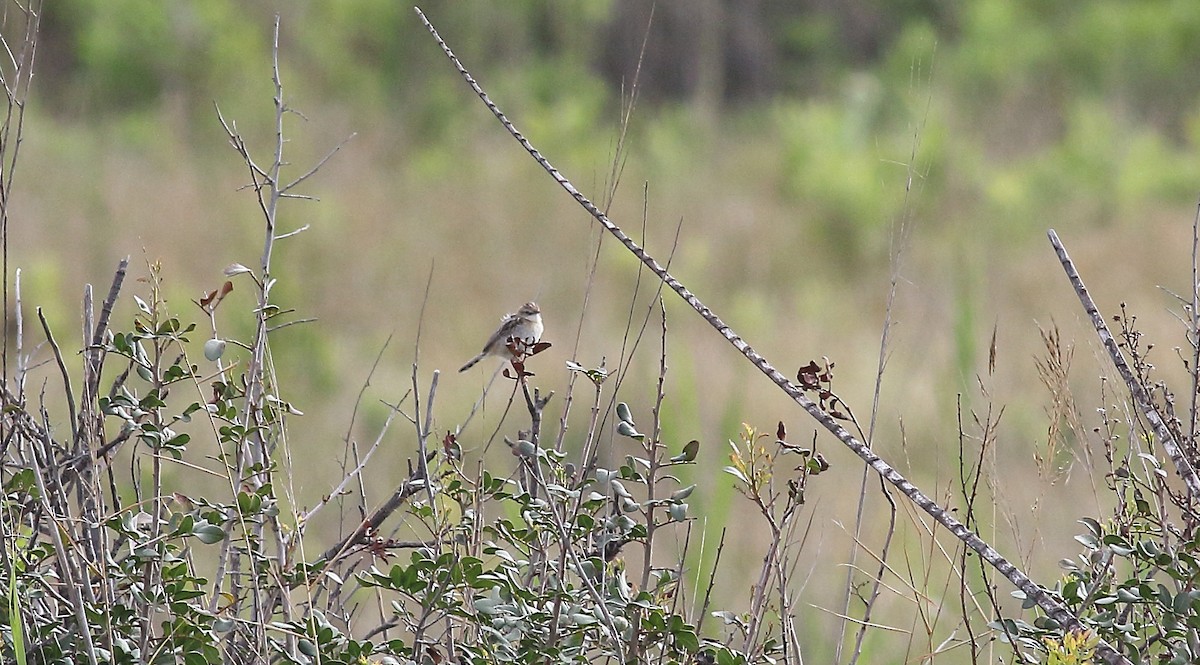 Zitting Cisticola - ML618070132