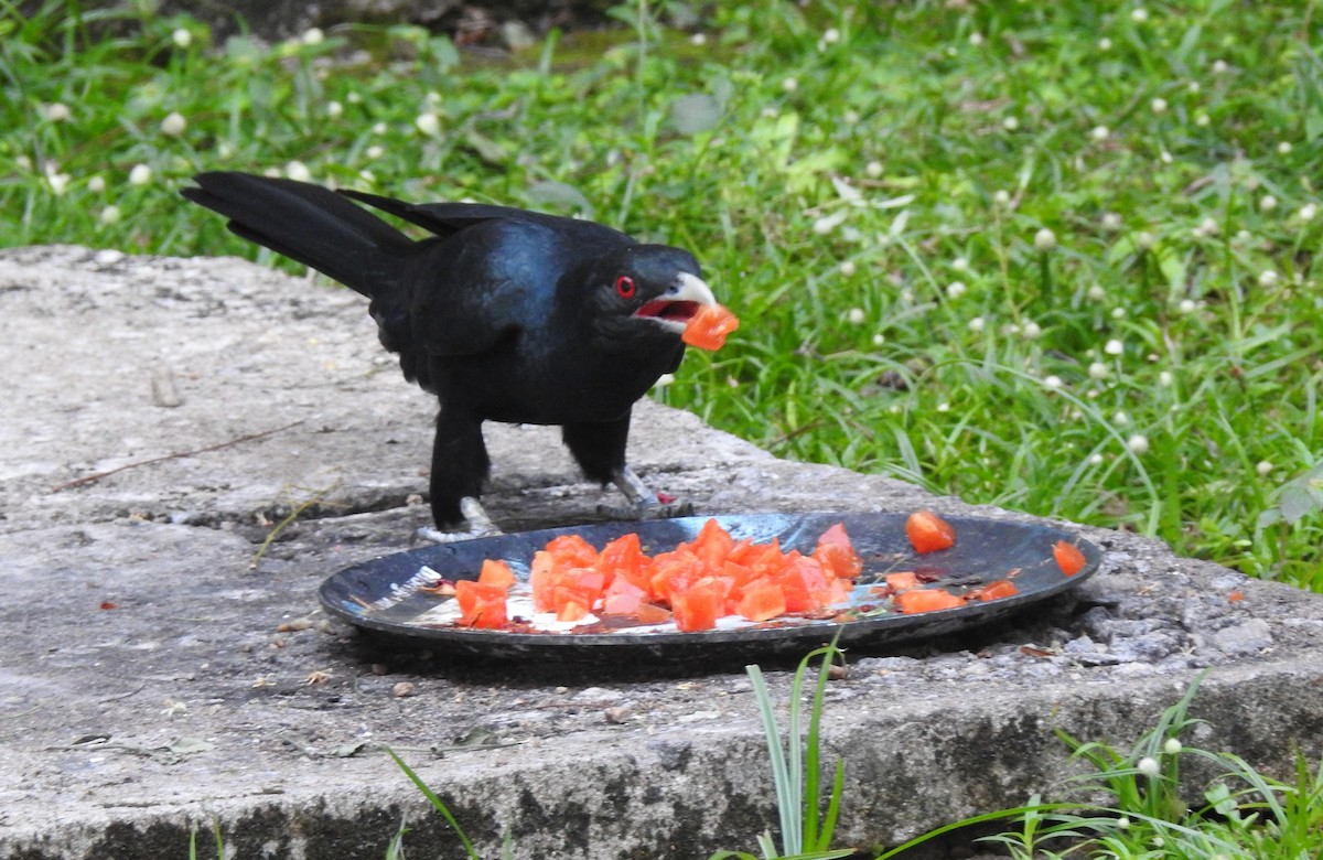 Asian Koel - Mehroon Wahab