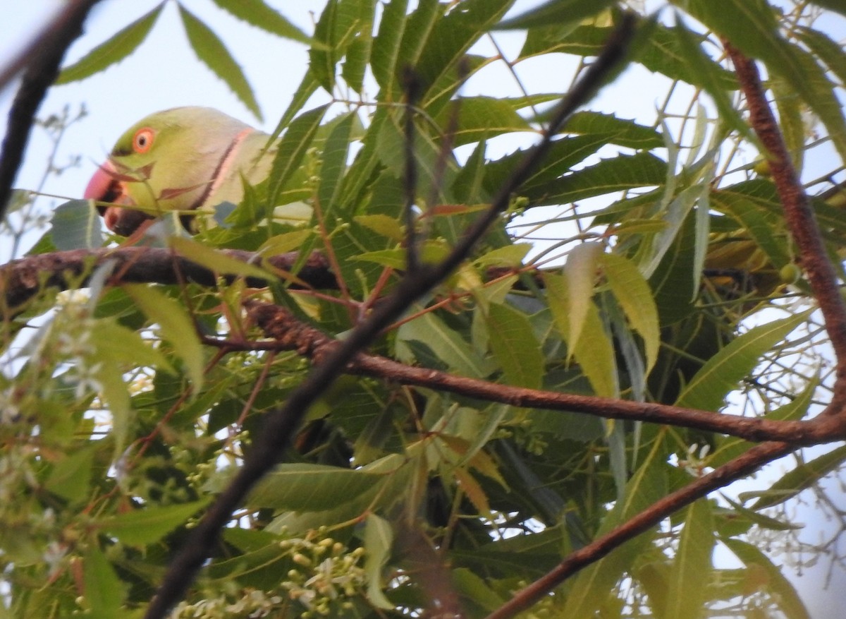 Rose-ringed Parakeet - Mehroon Wahab