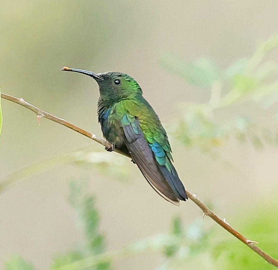 Green-throated Carib - ML618070147