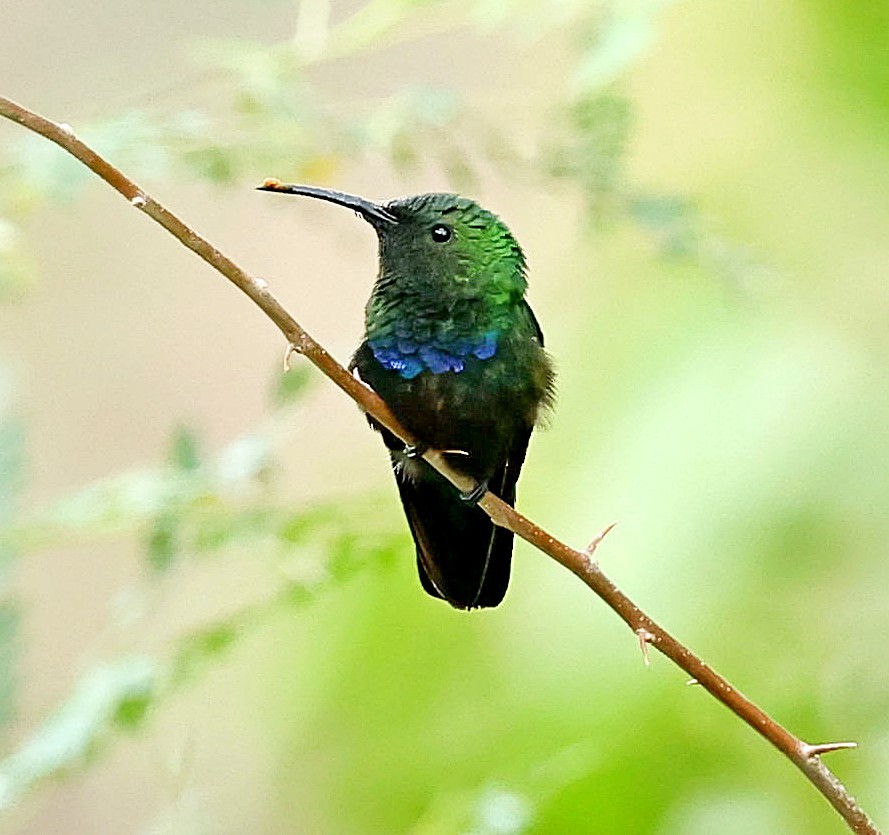 Green-throated Carib - ML618070148