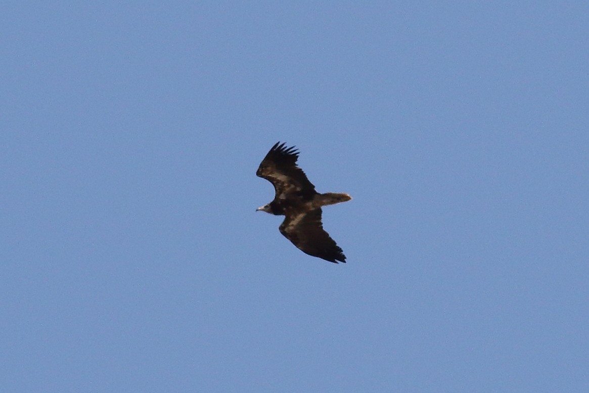 Egyptian Vulture - ML618070149