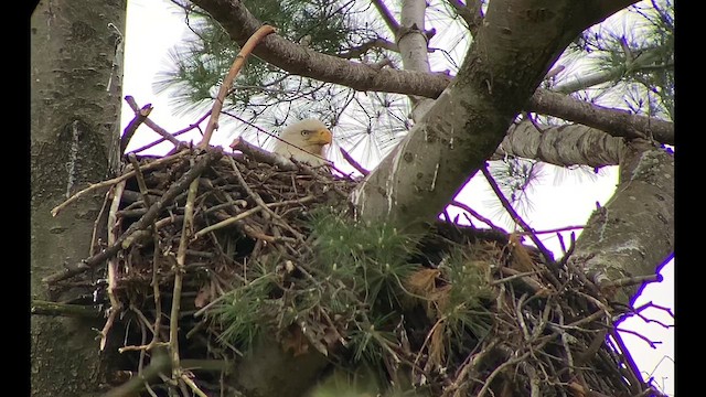 Bald Eagle - ML618070151