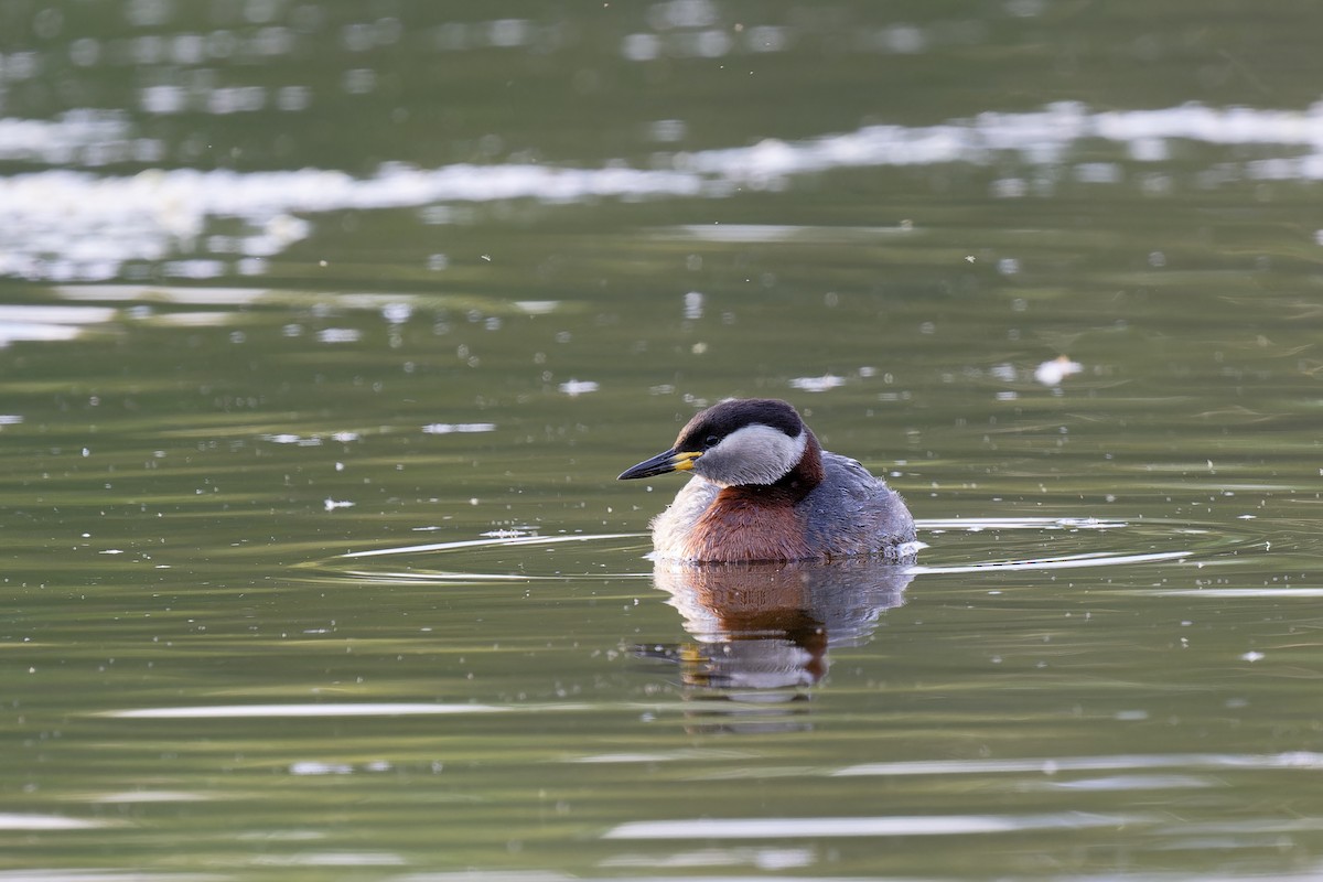 Red-necked Grebe - ML618070153