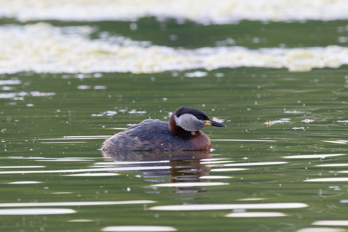 Red-necked Grebe - ML618070154