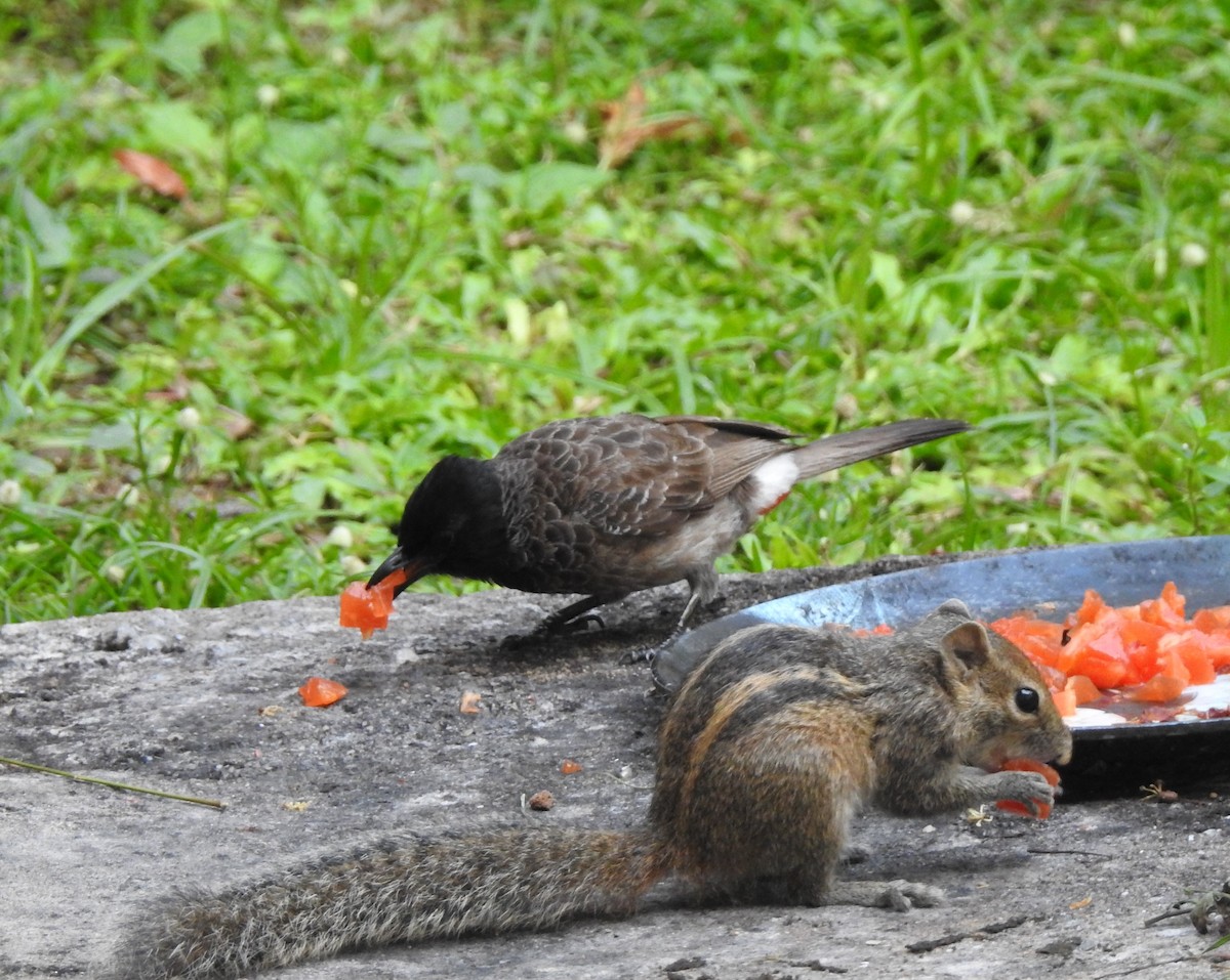 Red-vented Bulbul - Mehroon Wahab