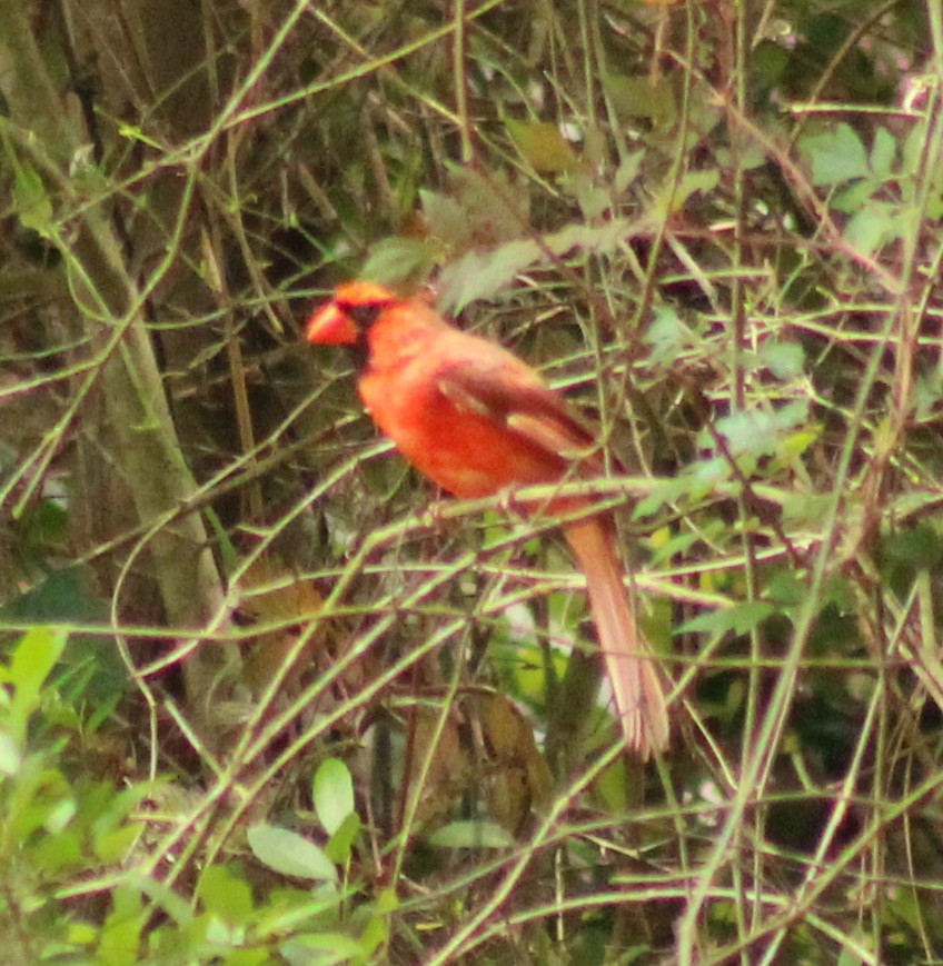 Northern Cardinal - Mike Major