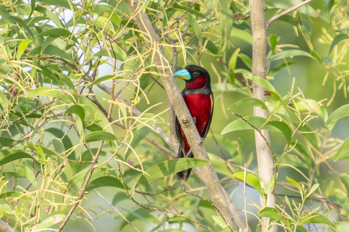 Black-and-red Broadbill - Jared HJ Tan