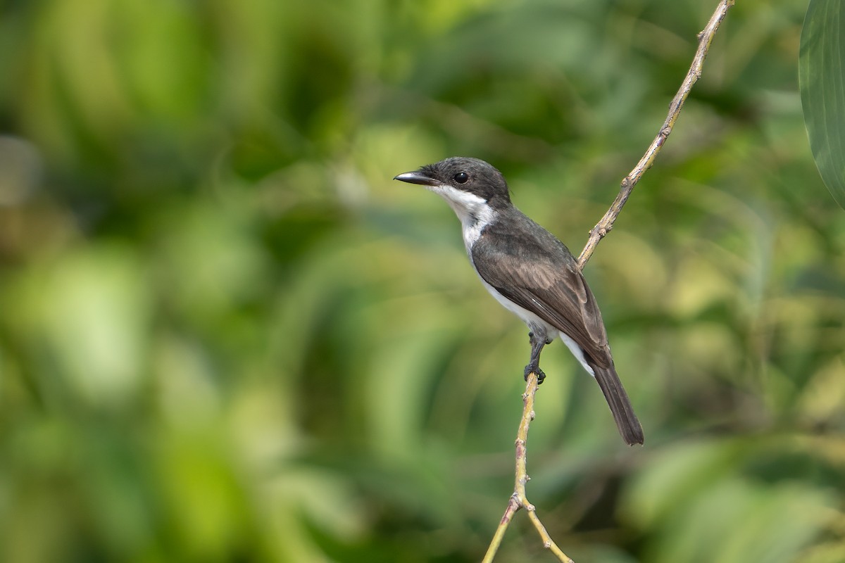 Black-winged Flycatcher-shrike - Jared HJ Tan