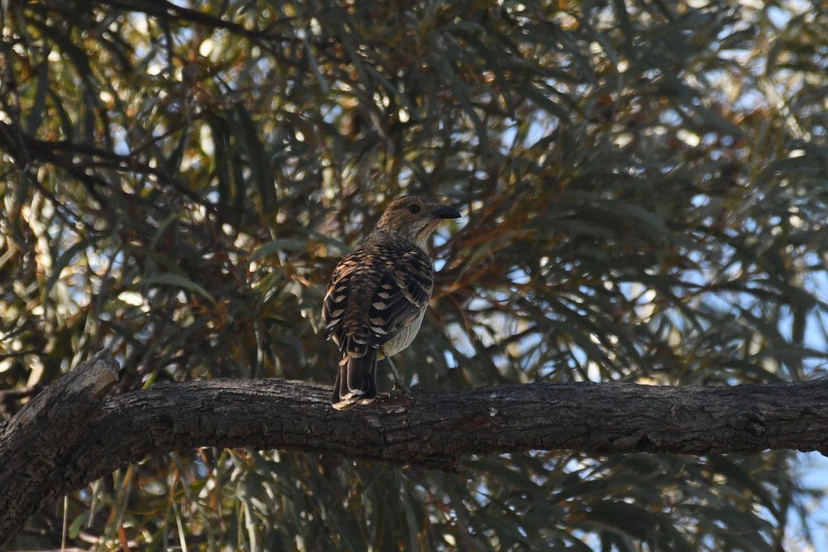 Spotted Bowerbird - Daniel Townend