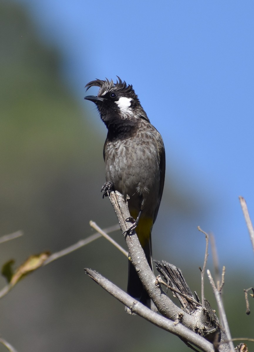 Himalayan Bulbul - ML618070182