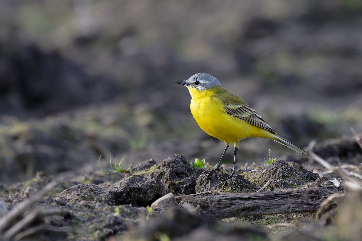 Western Yellow Wagtail - Andreas Stadler