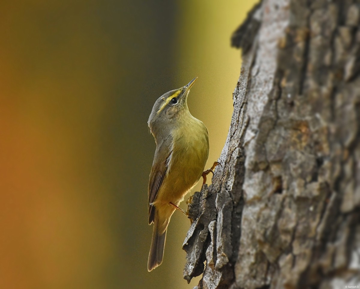 Sulphur-bellied Warbler - ML618070195