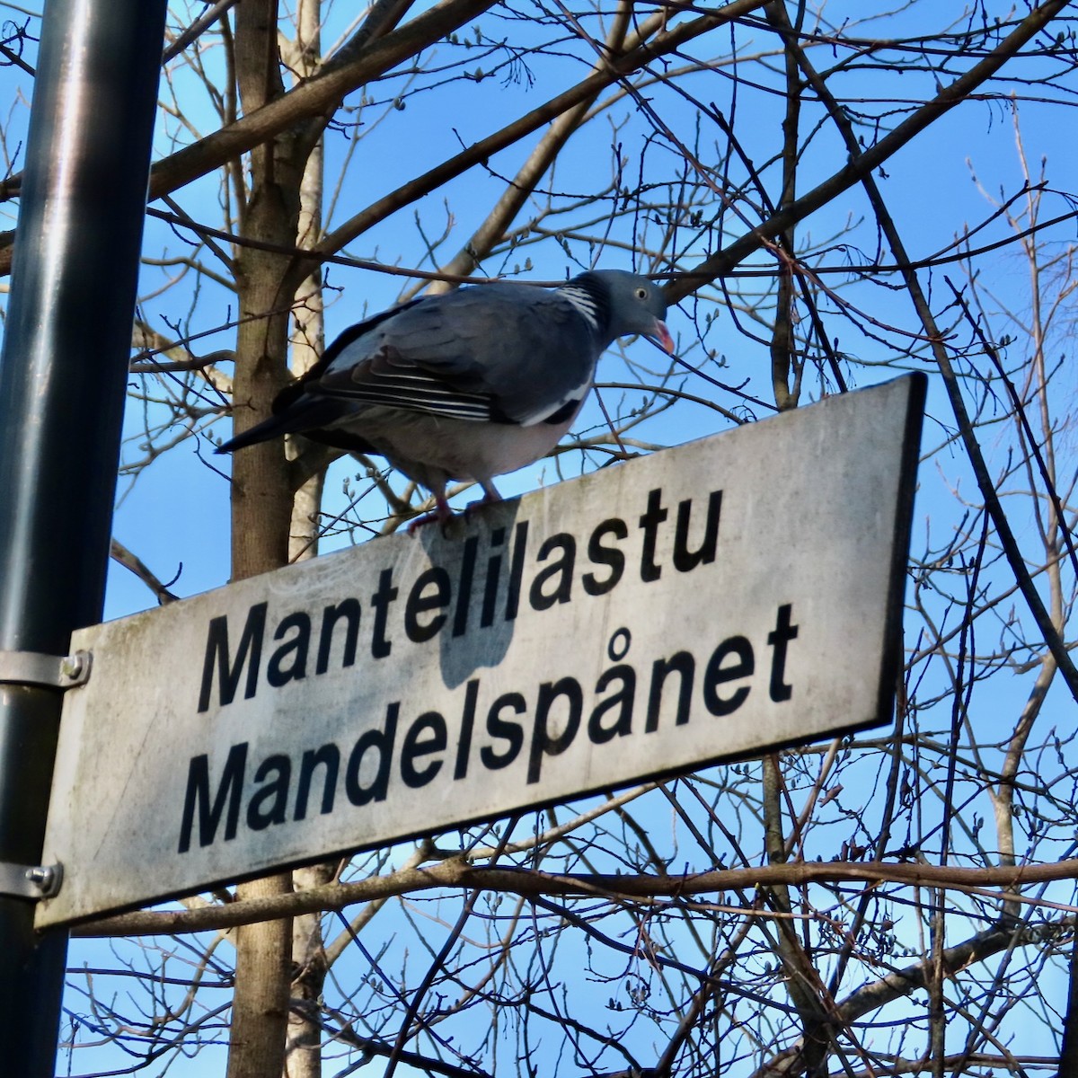 Common Wood-Pigeon - Erkki Lehtovirta