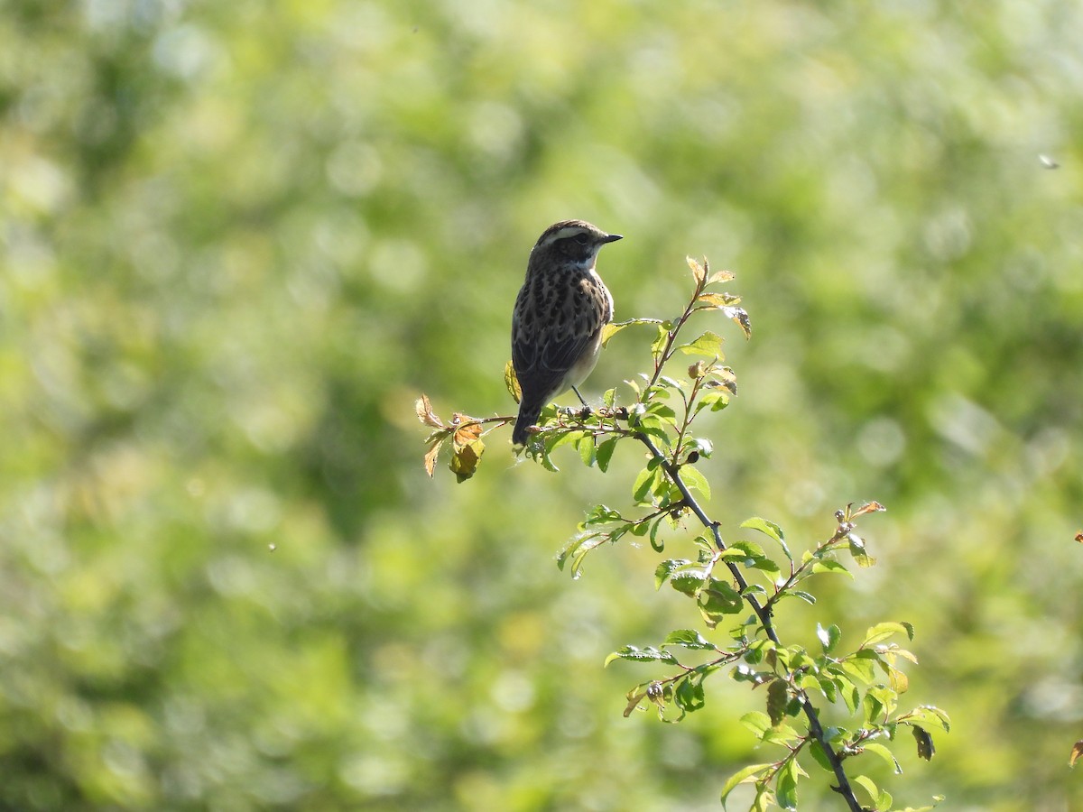 Whinchat - ML618070210