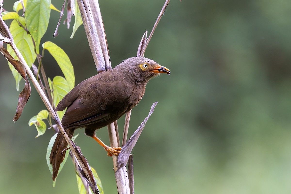 Orange-billed Babbler - Niall D Perrins