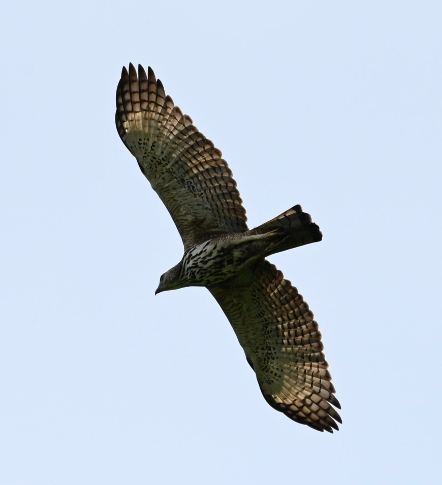 Changeable Hawk-Eagle - Rainier Tee