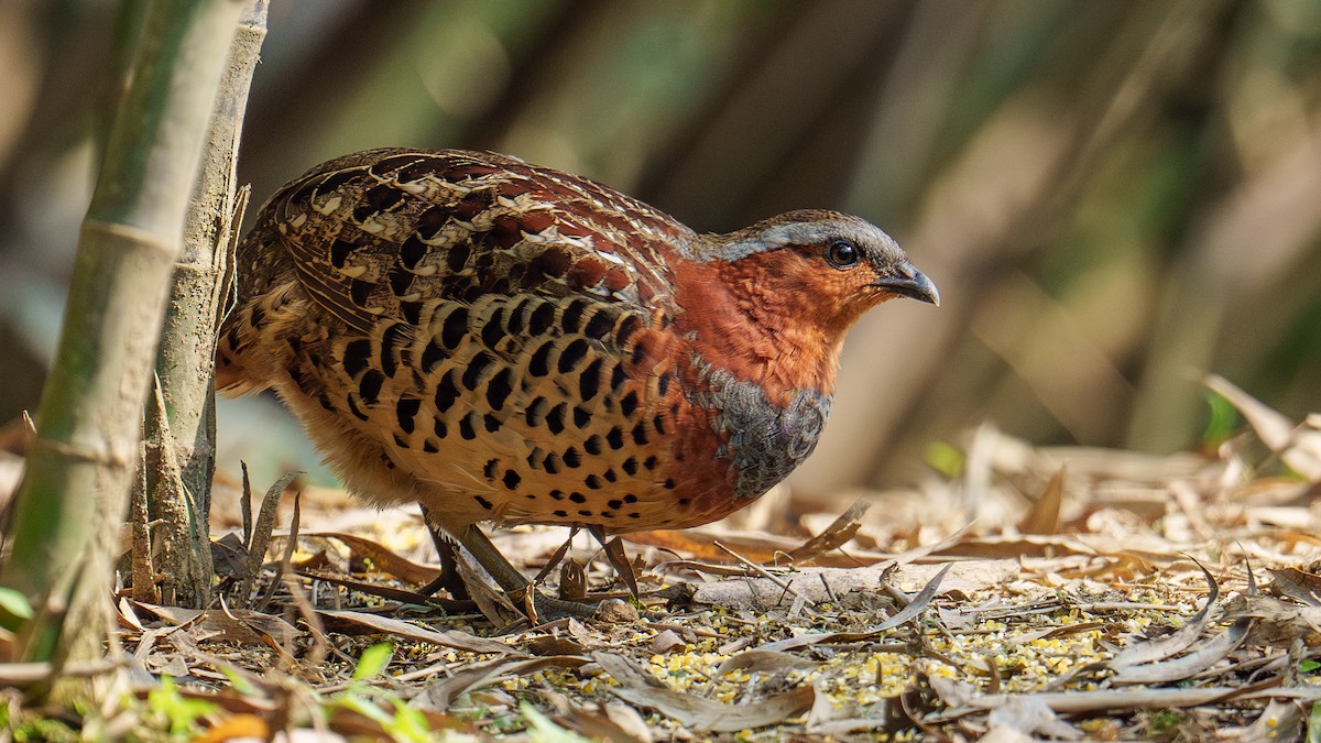 Chinese Bamboo-Partridge - ML618070231