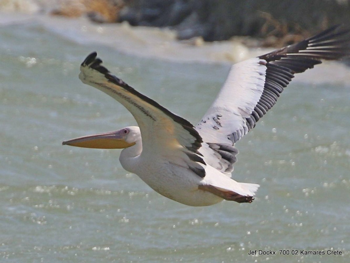 Great White Pelican - ML618070247