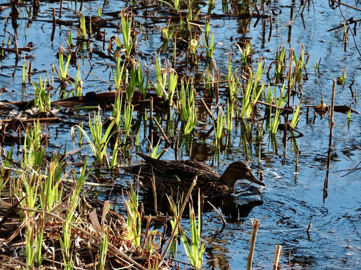 Green-winged Teal - ML618070252