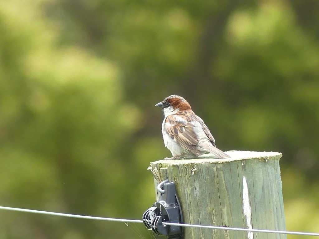 House Sparrow - Yvonne van Netten