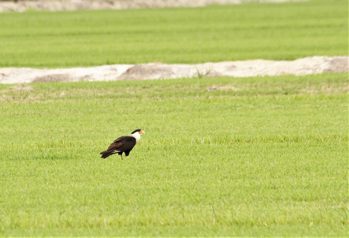 Caracara huppé - ML618070271