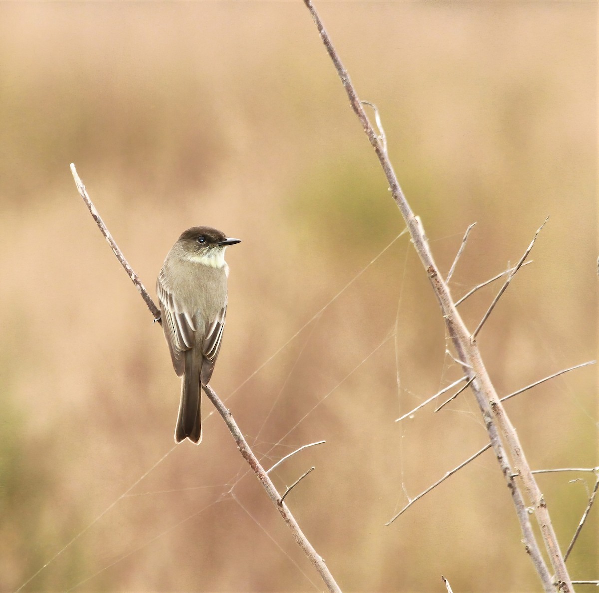 Eastern Phoebe - ML618070272