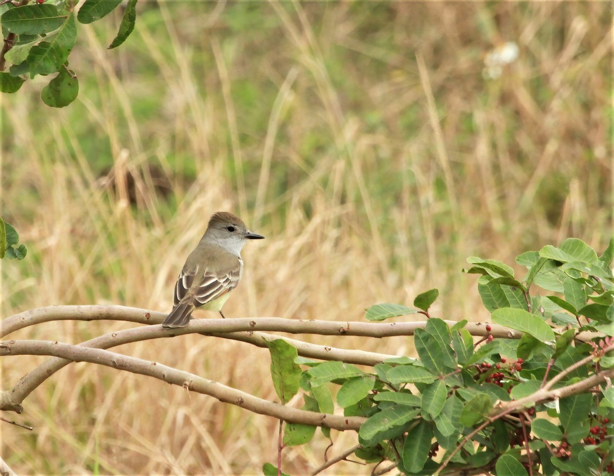 Ash-throated Flycatcher - ML618070273