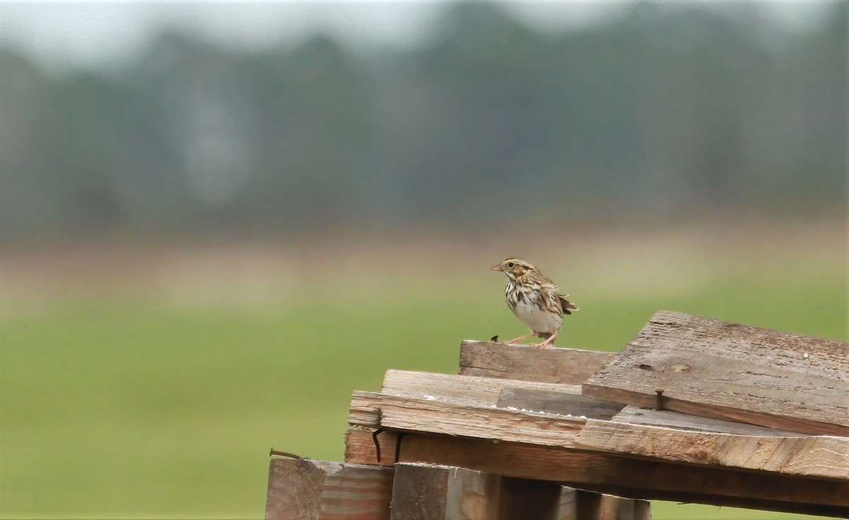 Savannah Sparrow - ML618070277