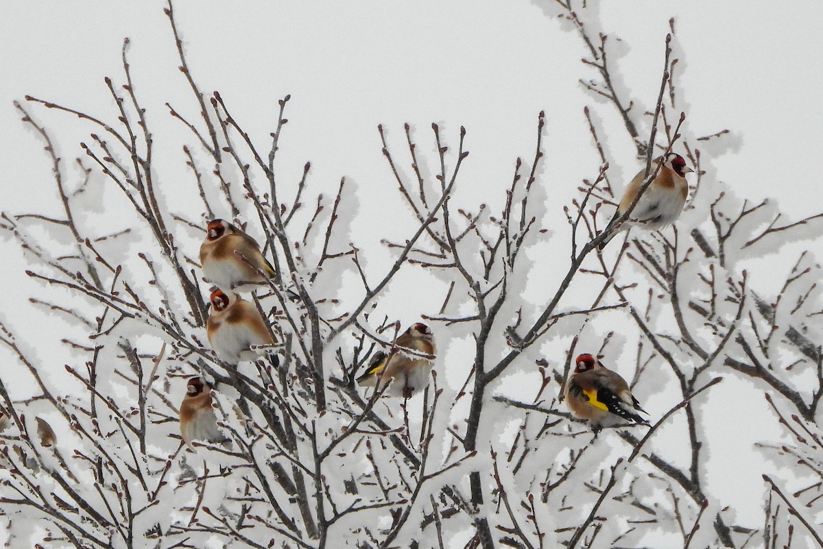 European Goldfinch - ML618070280