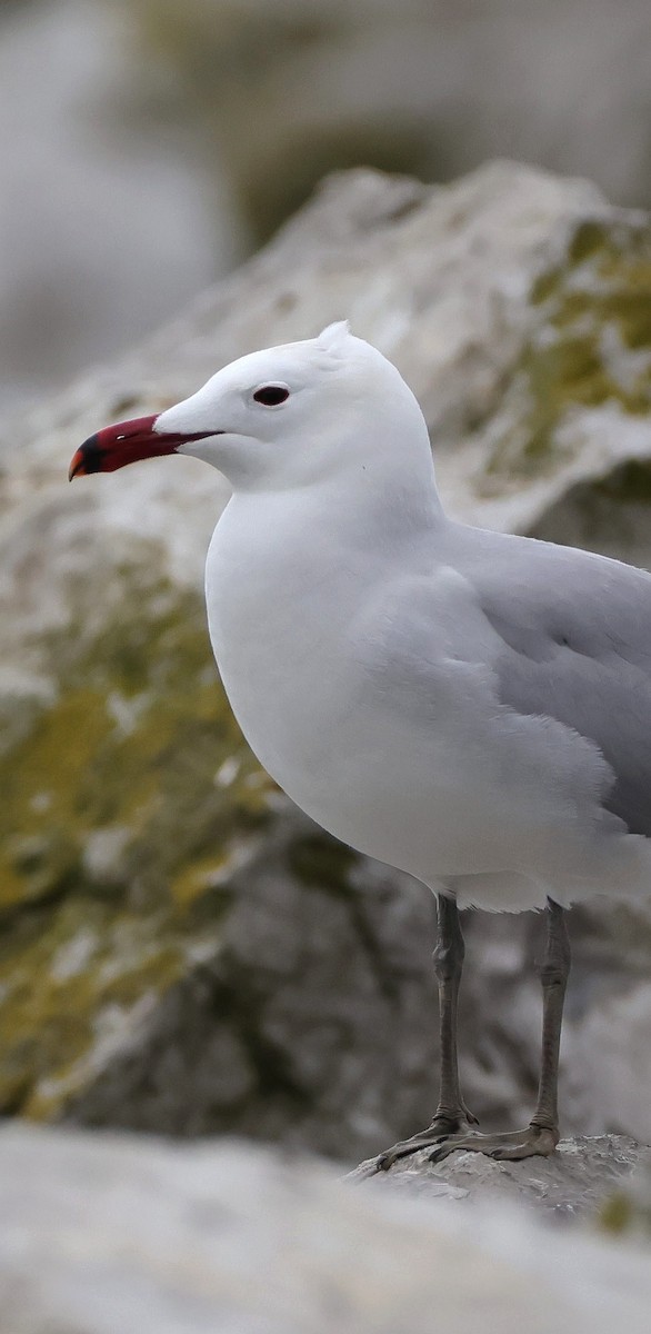 Gaviota de Audouin - ML618070288