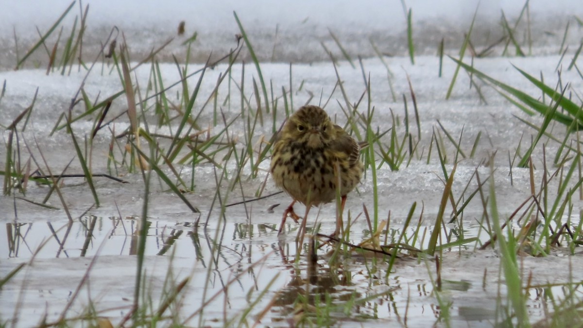 Meadow Pipit - Erkki Lehtovirta