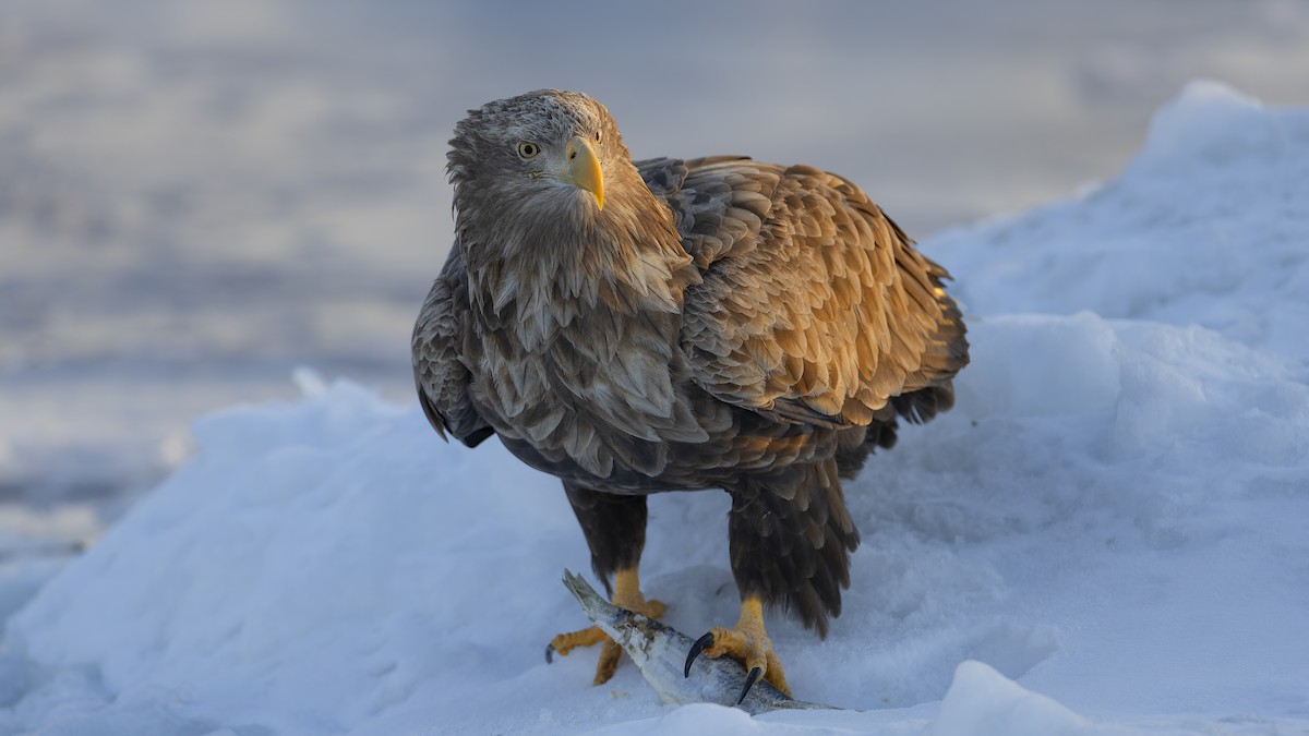 White-tailed Eagle - Kenneth Cheong