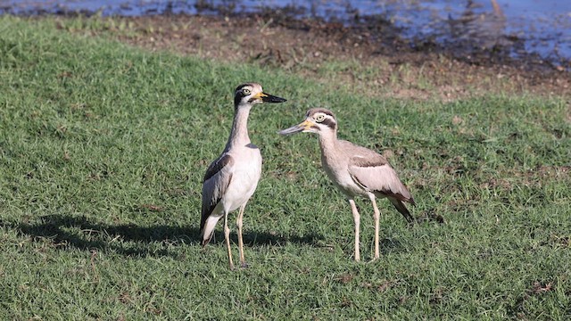 Great Thick-knee - ML618070316