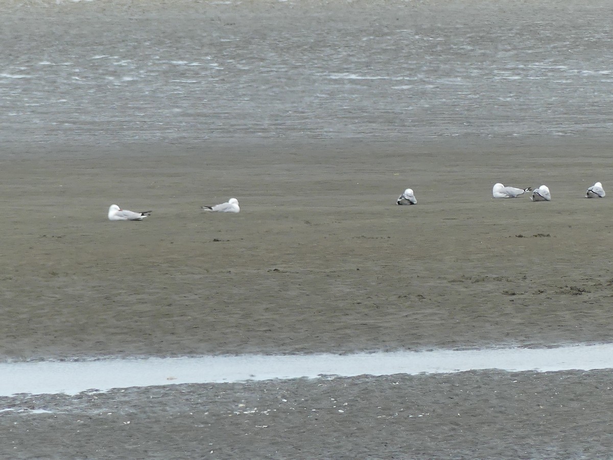 Silver Gull (Red-billed) - ML618070317