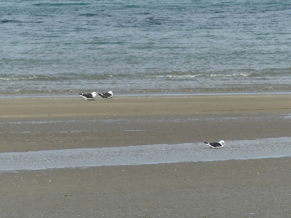 Gaviota Cocinera - ML618070318