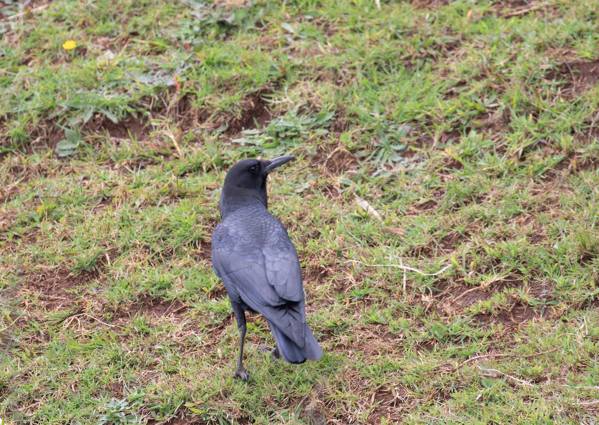 Cape Crow - simon walkley