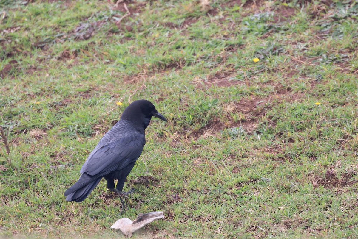 Cape Crow - simon walkley