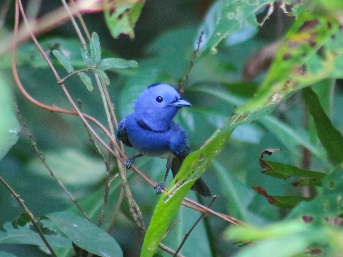 Black-naped Monarch - ML618070329