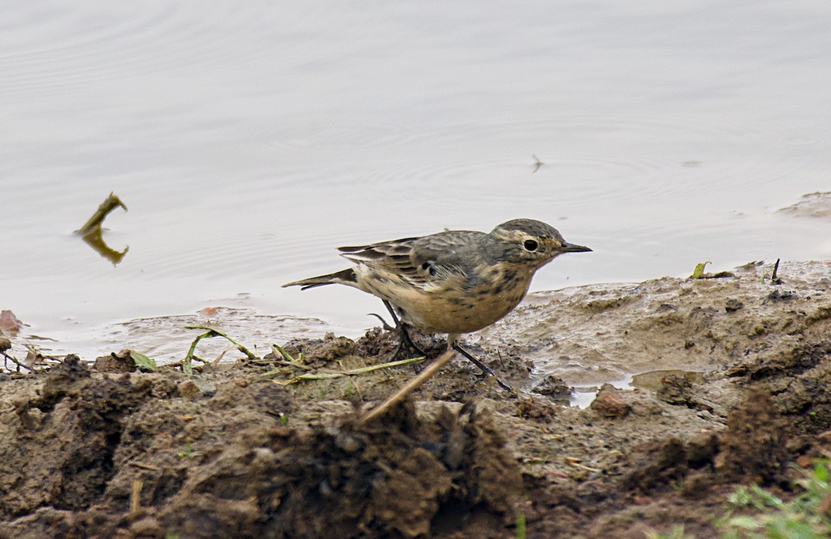 American Pipit - Rickey Shive