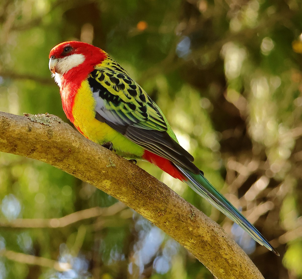 Eastern Rosella - ML618070334